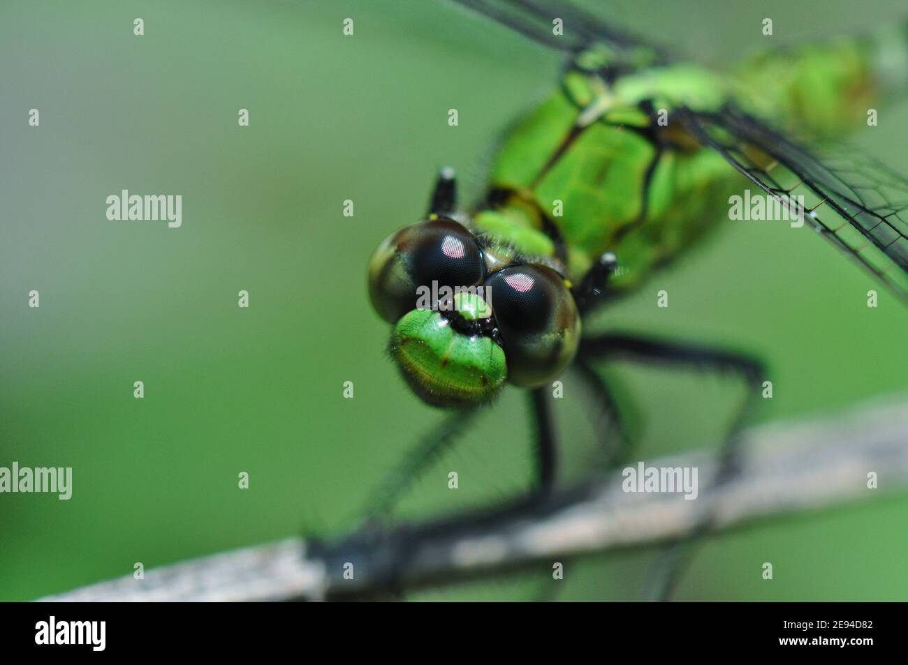 Green Dragonfly Macro Close Up Head Shot Foto Stock