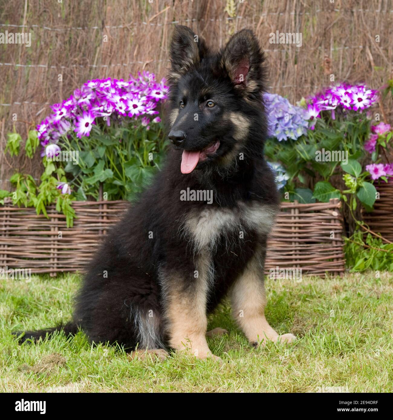 Cane da pastore tedesco cucciolo alsaziano Foto Stock