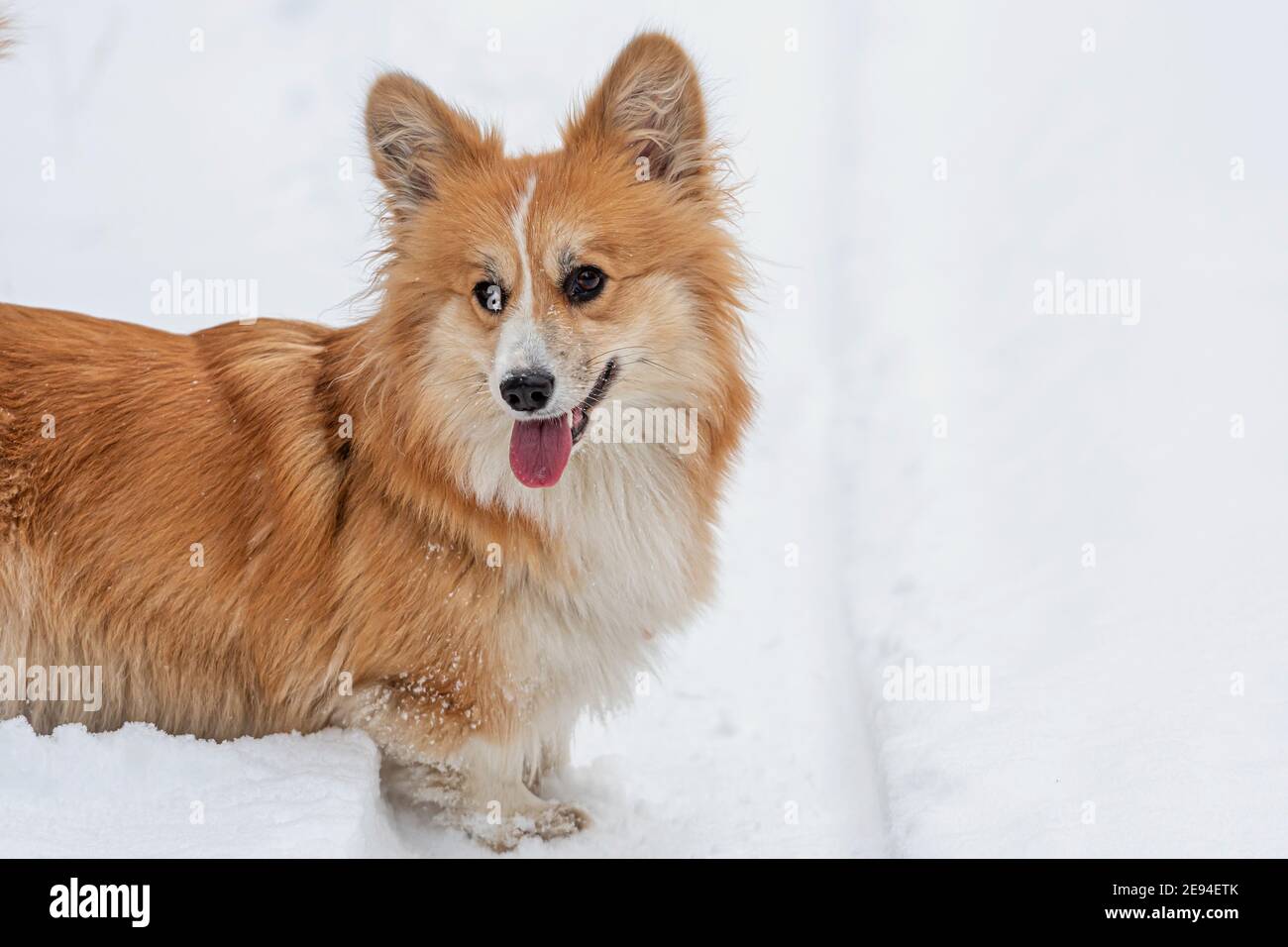 Galles Corgi Pembroke soffice cane all'aperto, primo piano ritratto alla neve Foto Stock