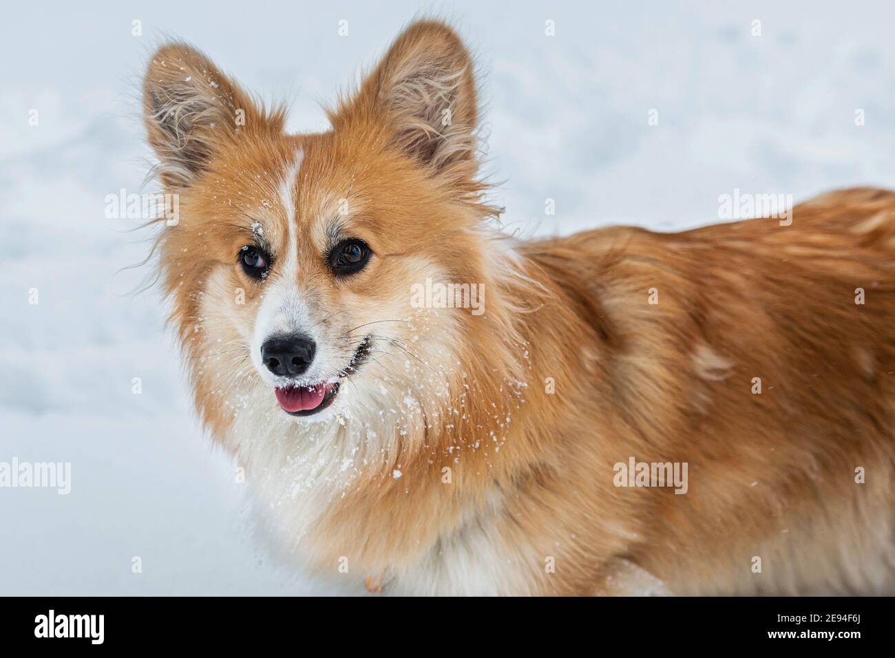 Galles Corgi Pembroke soffice cane all'aperto, primo piano ritratto alla neve Foto Stock