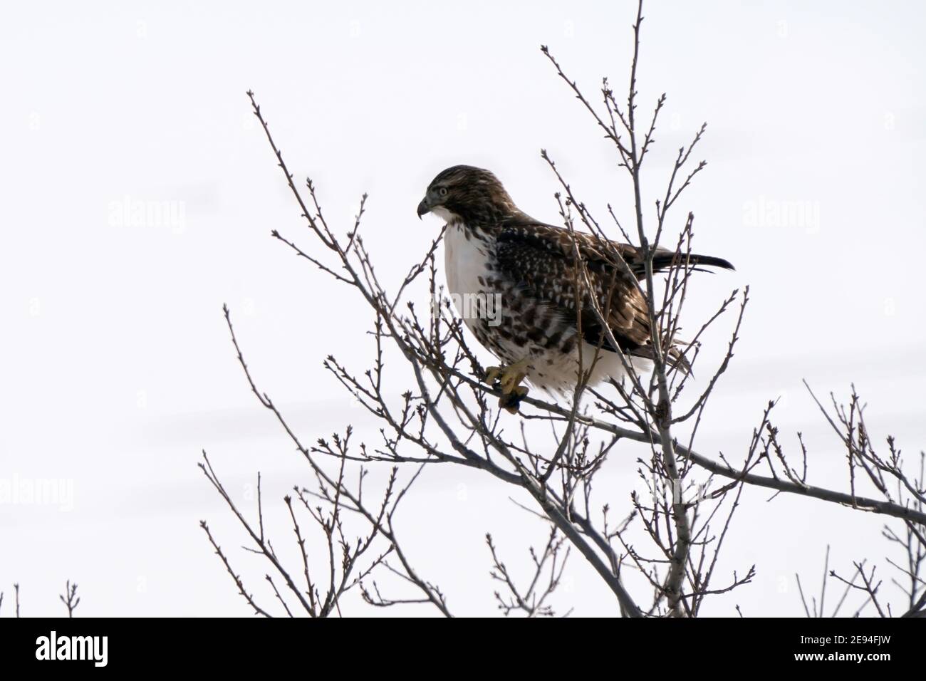 Red Tailed Hawk che vola in una giornata invernale o prendendo spento Foto Stock