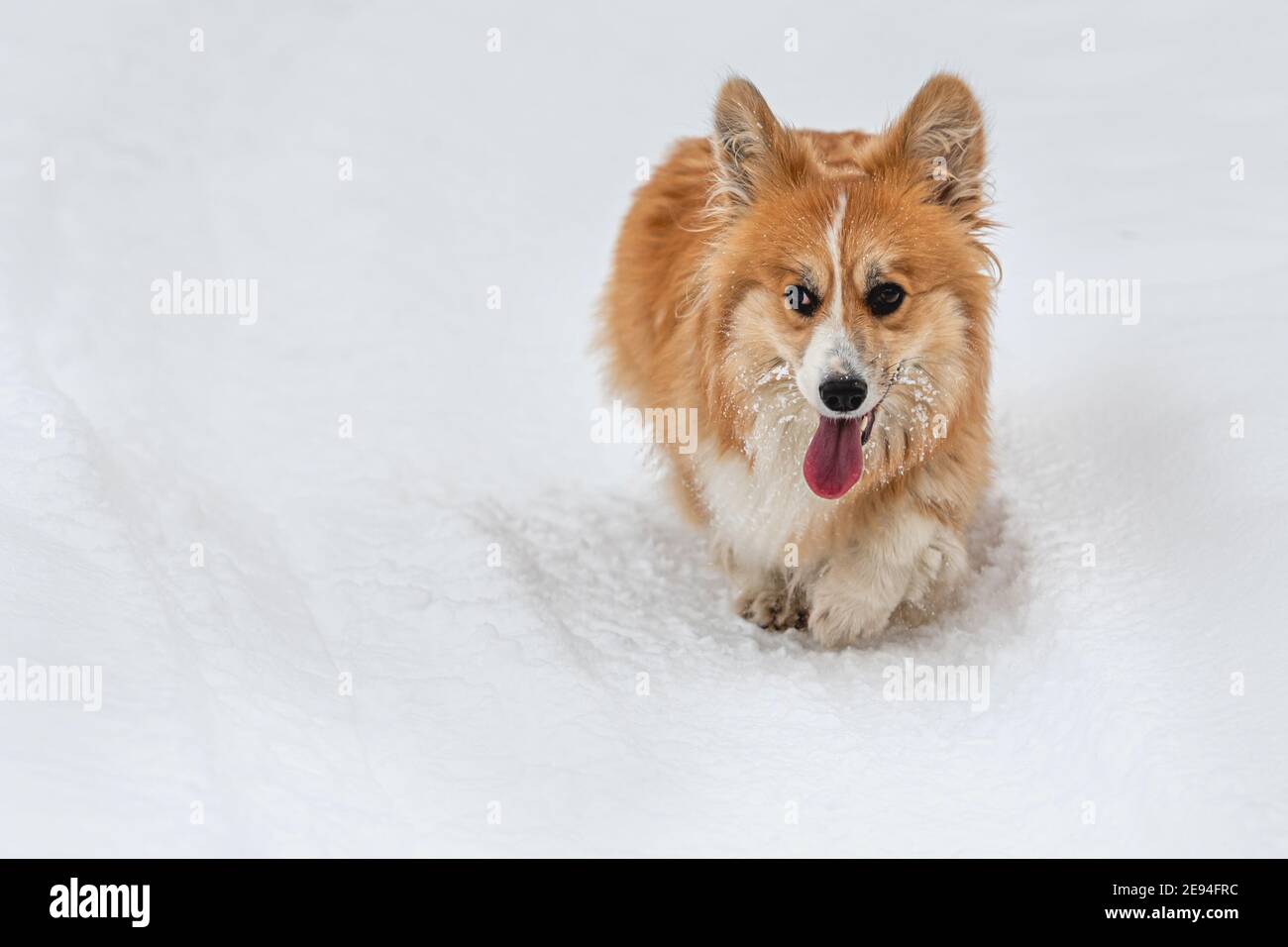 Galles Corgi Pembroke fluffy corre attraverso la neve su un freddo giorno d'inverno Foto Stock