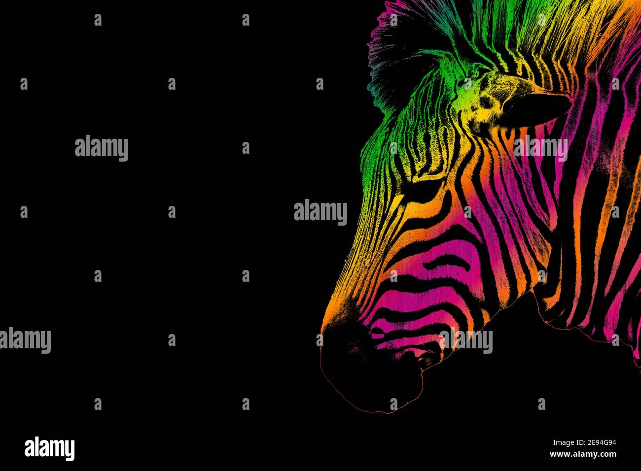 Immagine di una testa Zebra che guarda lateralmente con colorate strisce arcobaleno su uno sfondo nero. Foto Stock