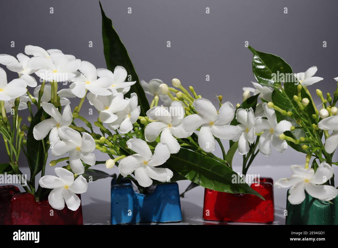 Una collezione di fiori bianchi puri fioriti insieme. Foto Stock