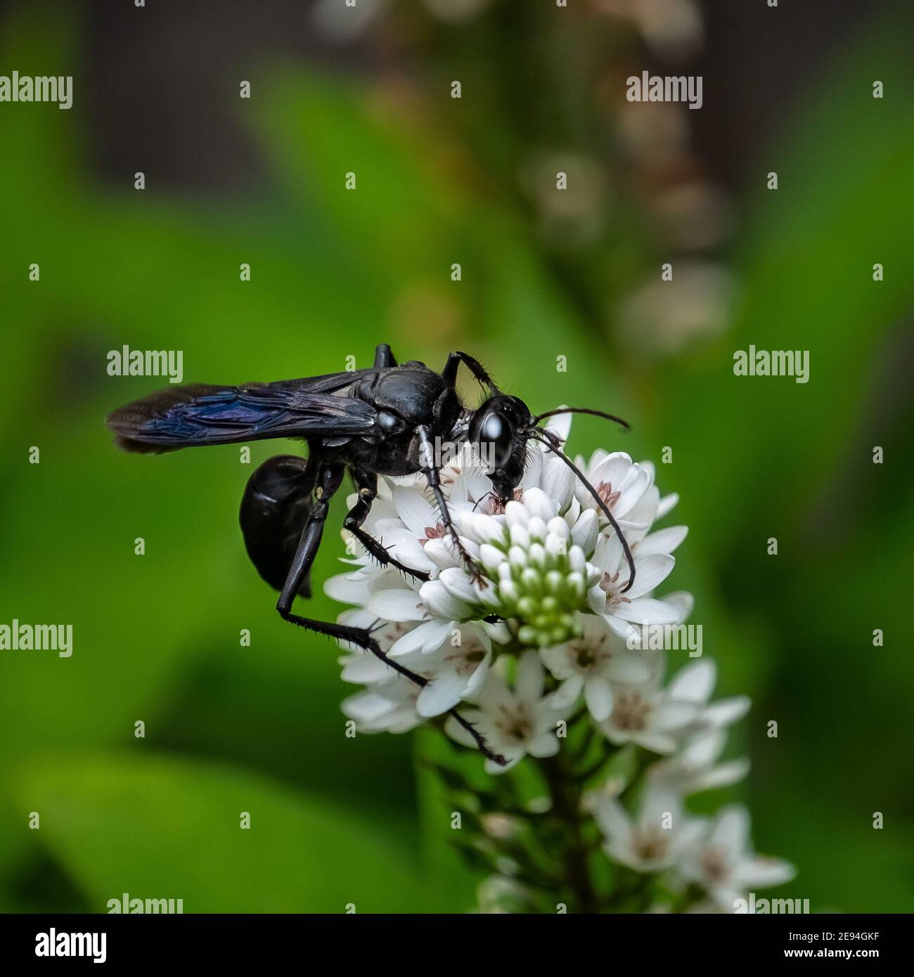 Una grande vespa nera (Sphex pensylvanicus) che si nuce su un fiore di  pianta di Gooseneck Foto stock - Alamy