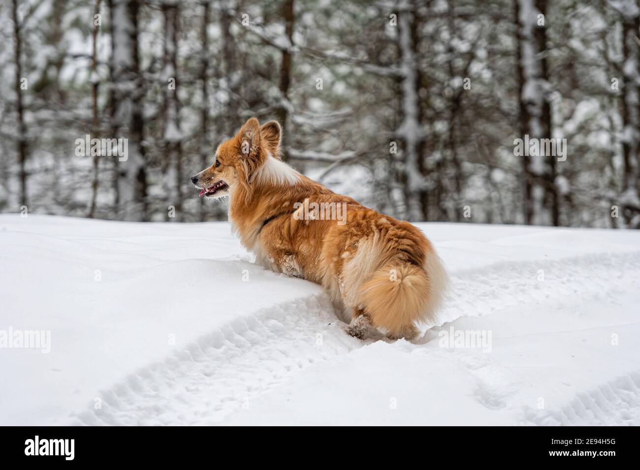 Gallese Corgi Pembroke soffice su una passeggiata in una bella foresta invernale Foto Stock