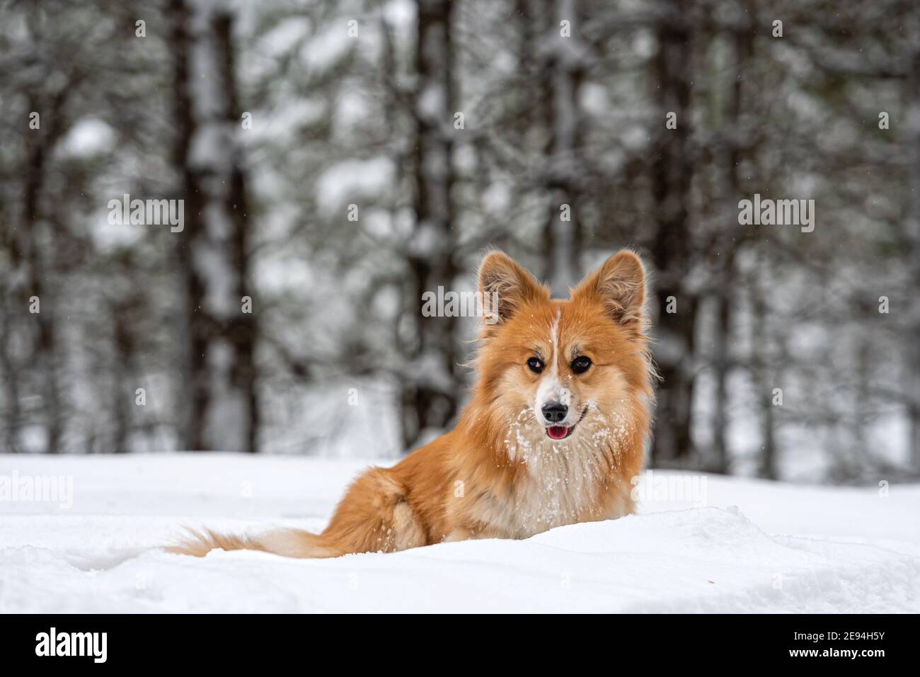 Gallese Corgi Pembroke soffice su una passeggiata in una bella foresta invernale Foto Stock