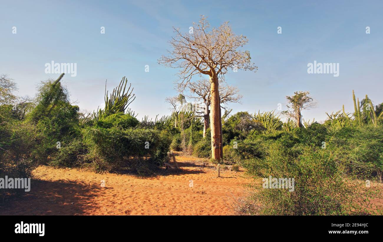 Foresta con piccoli alberi di baobab e polpo, cespugli e erba che crescono su un terreno polveroso rosso Foto Stock