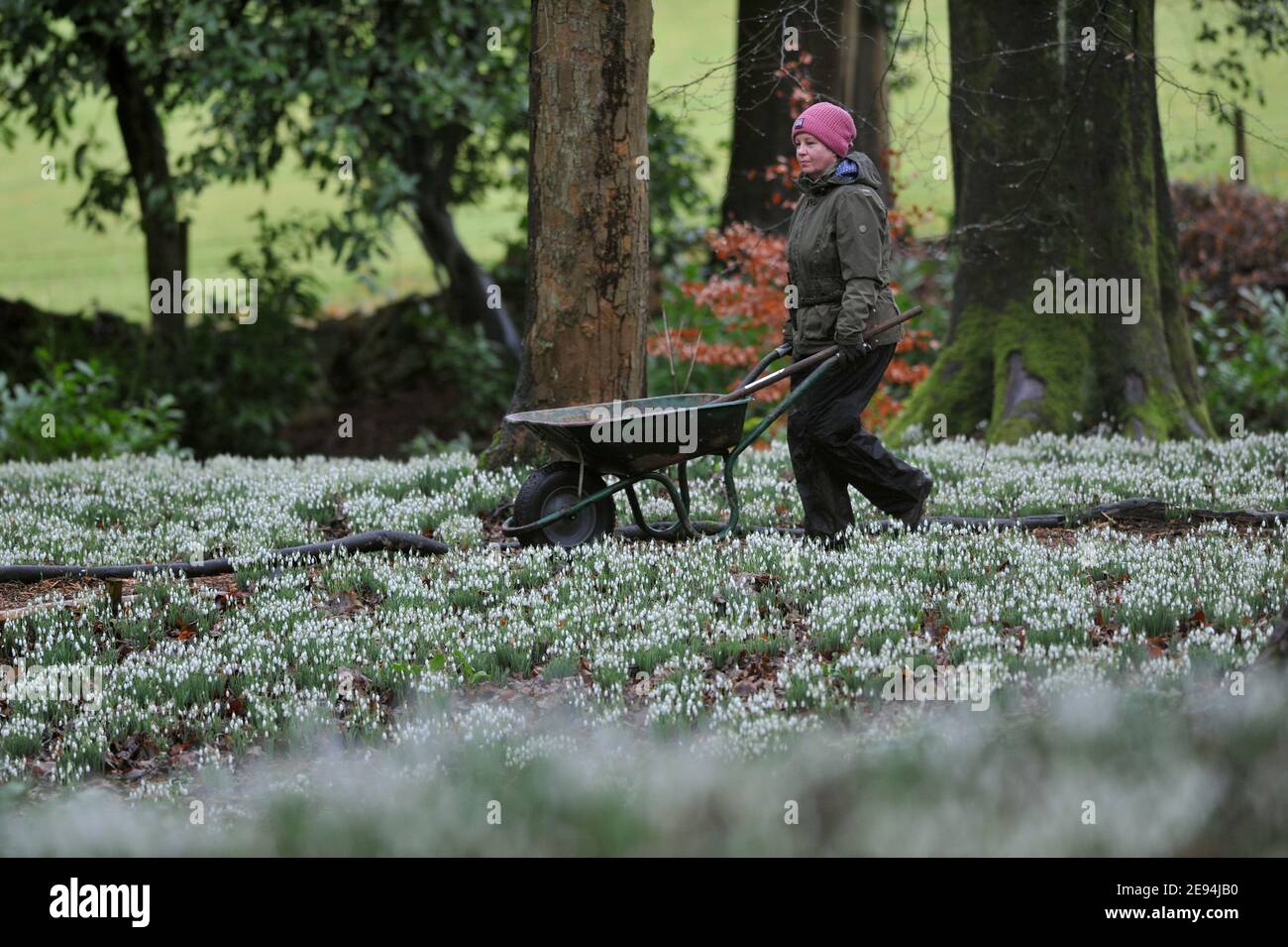 Il giardiniere Emma Hiatt libera il percorso delle foglie davanti ai visitatori che iniziano ad arrivare. Le gocce di neve stanno entrando nel loro proprio giardino di Painswick Rococo, Foto Stock