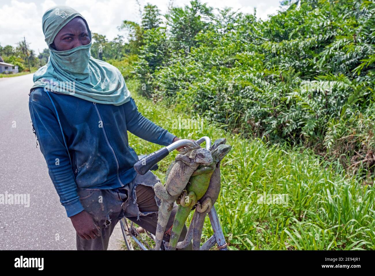 Uomo surinamese che mostra iguane verdi morte (Iguana iguana) appese dalla sua bicicletta, ucciso per la carne come fonte di cibo in Suriname / Surinam Foto Stock
