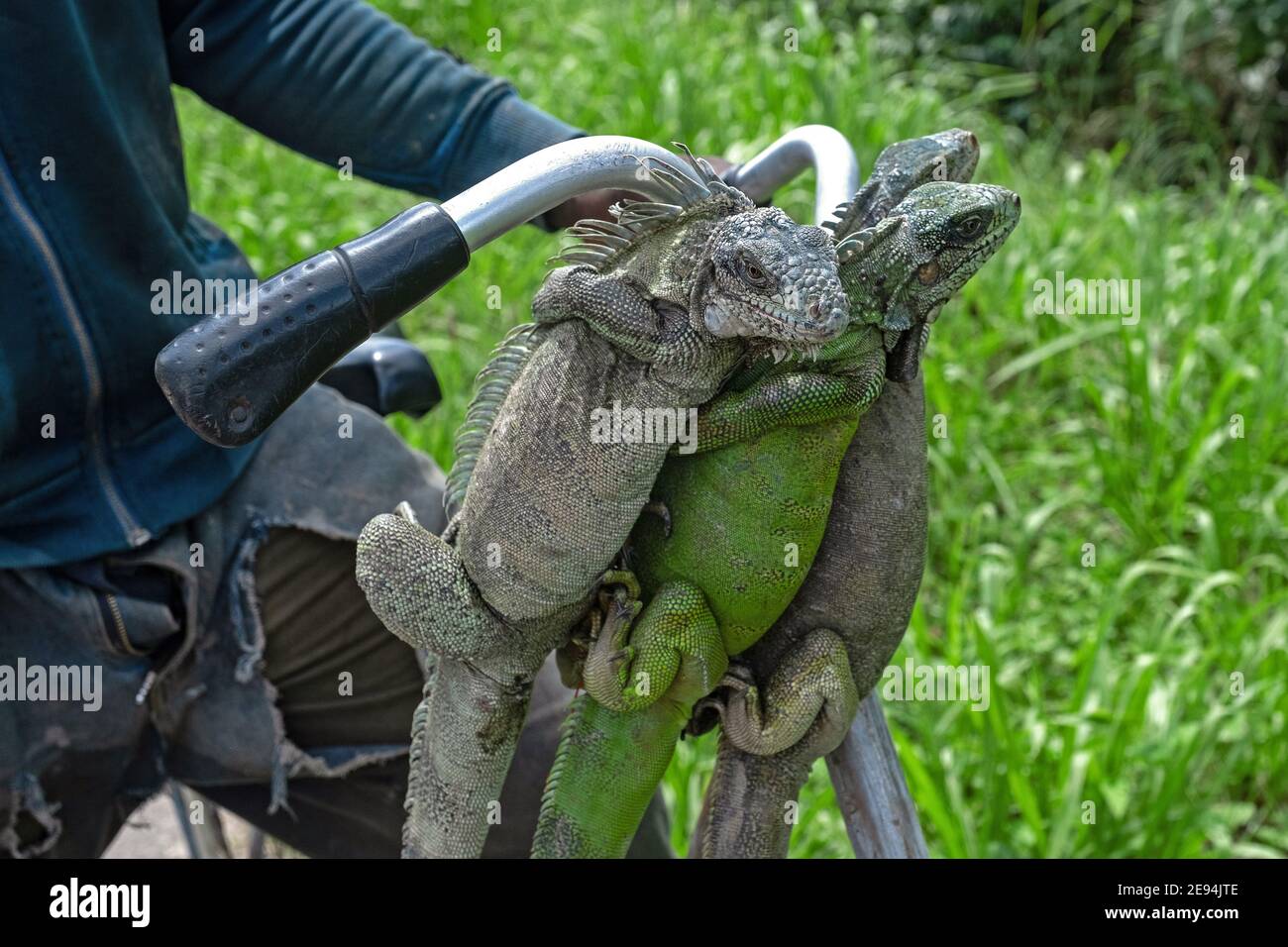 Uomo surinamese che mostra iguane verdi morte (Iguana iguana) appese dalla sua bicicletta, ucciso per la carne come fonte di cibo in Suriname / Surinam Foto Stock