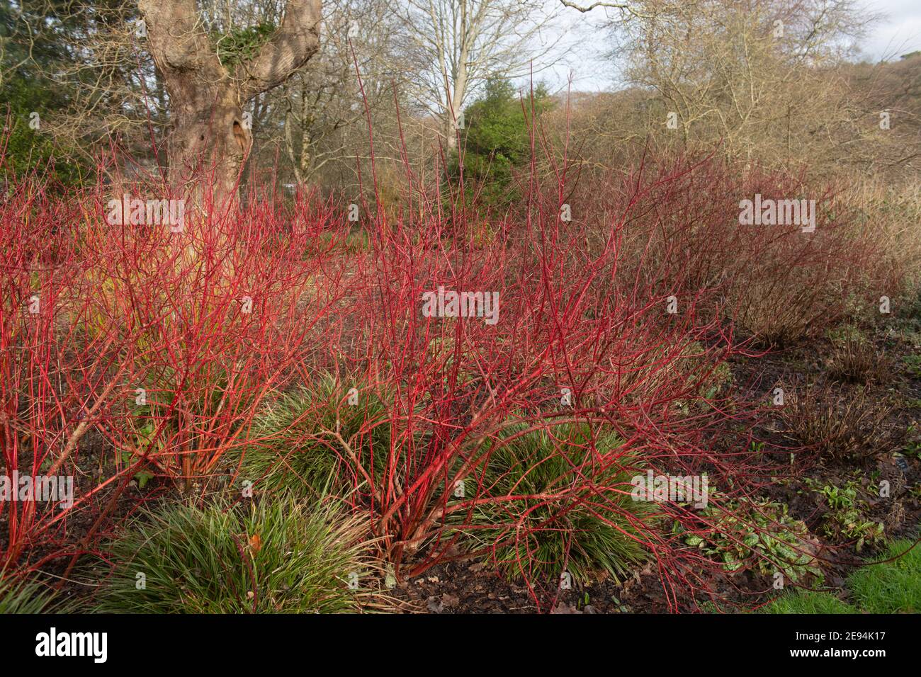 Il rosso brillante d'inverno nasce su un arbusto deciduo in legno di Dogwood (Cornus alba 'Baton Rouge') Circondato da erbe ornamentali in un Giardino di Bosco in Rurale Devon Foto Stock