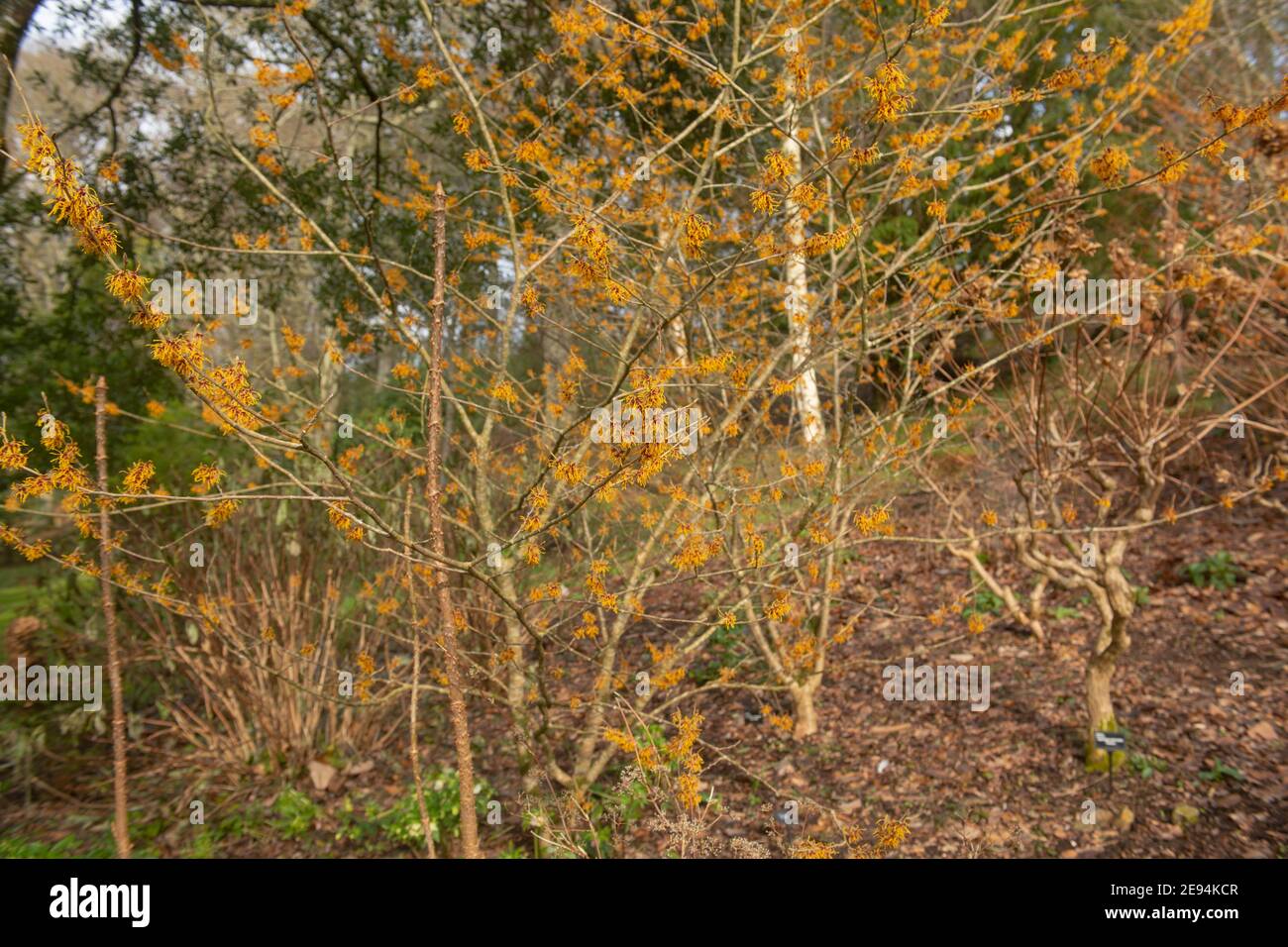 Fiori di arancio luminoso su un arbusto di Witch Hazel in fiore invernale (Hamamelis x intermedia 'Vesna') che cresce in un giardino di bosco nel Devon Rurale, Inghilterra Foto Stock