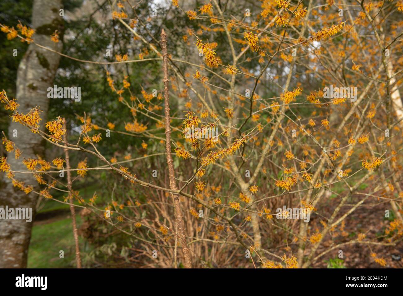 Fiori di arancio luminoso su un arbusto di Witch Hazel in fiore invernale (Hamamelis x intermedia 'Vesna') che cresce in un giardino di bosco nel Devon Rurale, Inghilterra Foto Stock