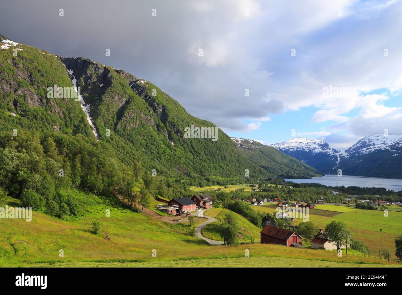 Roldal, Norvegia. Paesaggio di campagna con fiori di lupino in Hordaland regione. Foto Stock