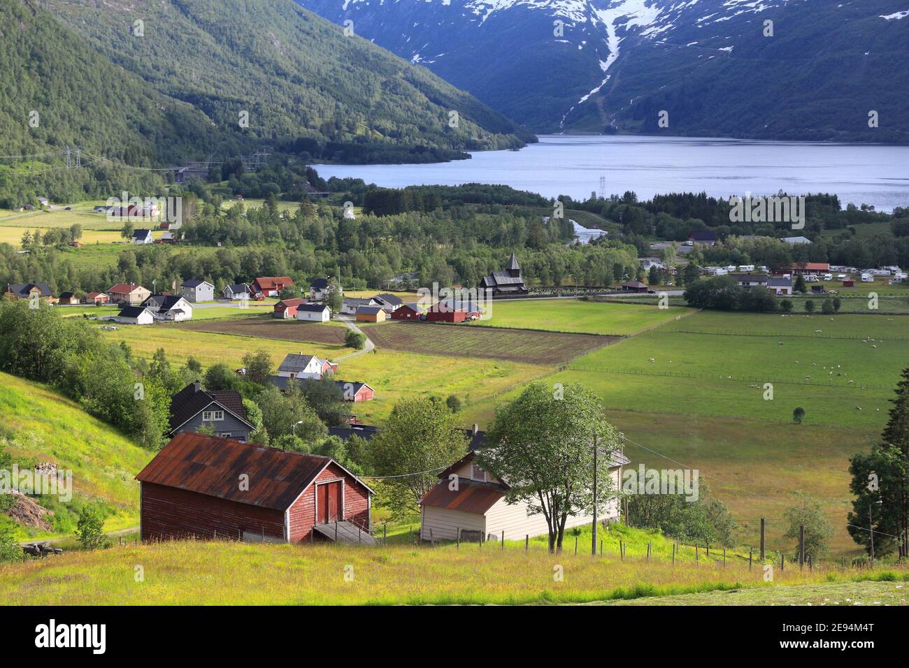 Roldal, Norvegia. Paesaggio di campagna con fiori di lupino in Hordaland regione. Foto Stock