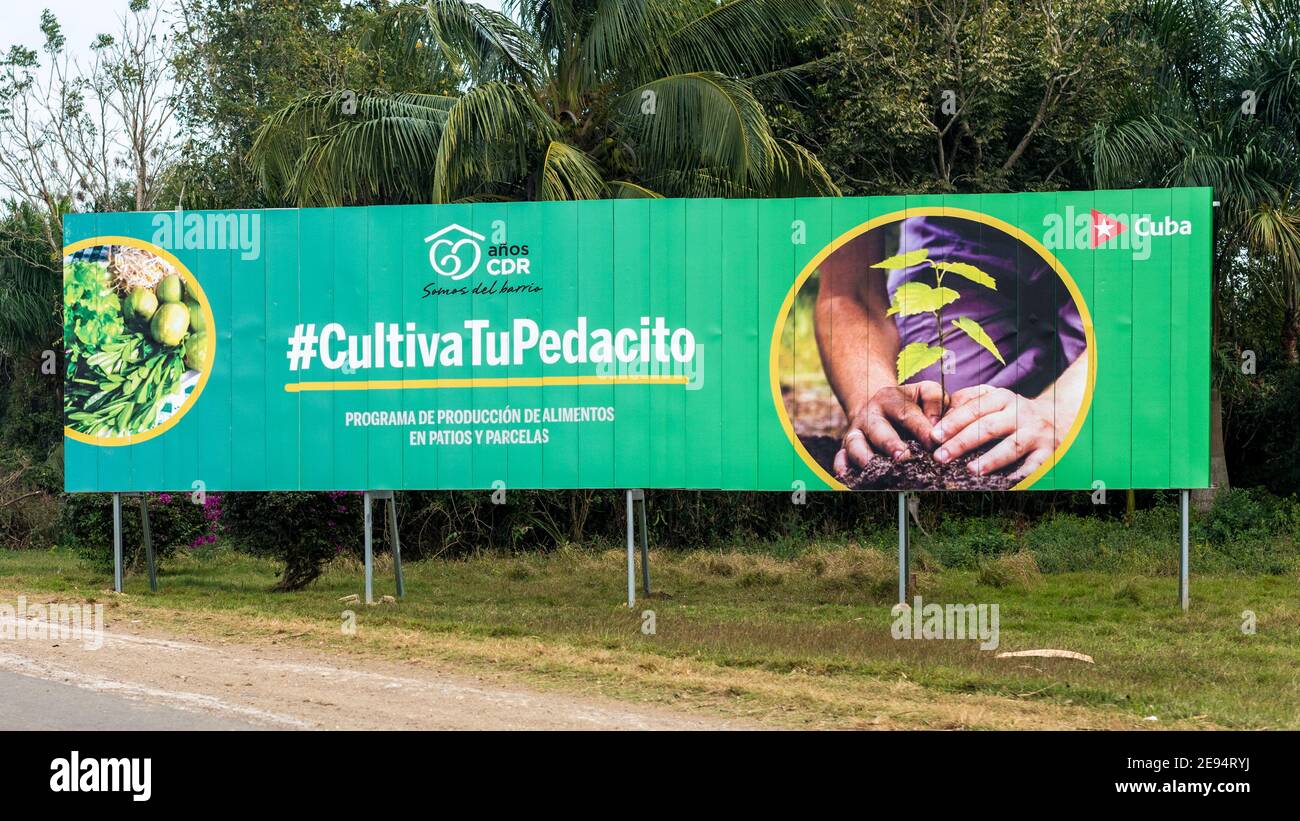 Affissioni con una campagna nazionale di produzione alimentare. Il testo invita il popolo cubano a piantare nei propri cantieri Foto Stock