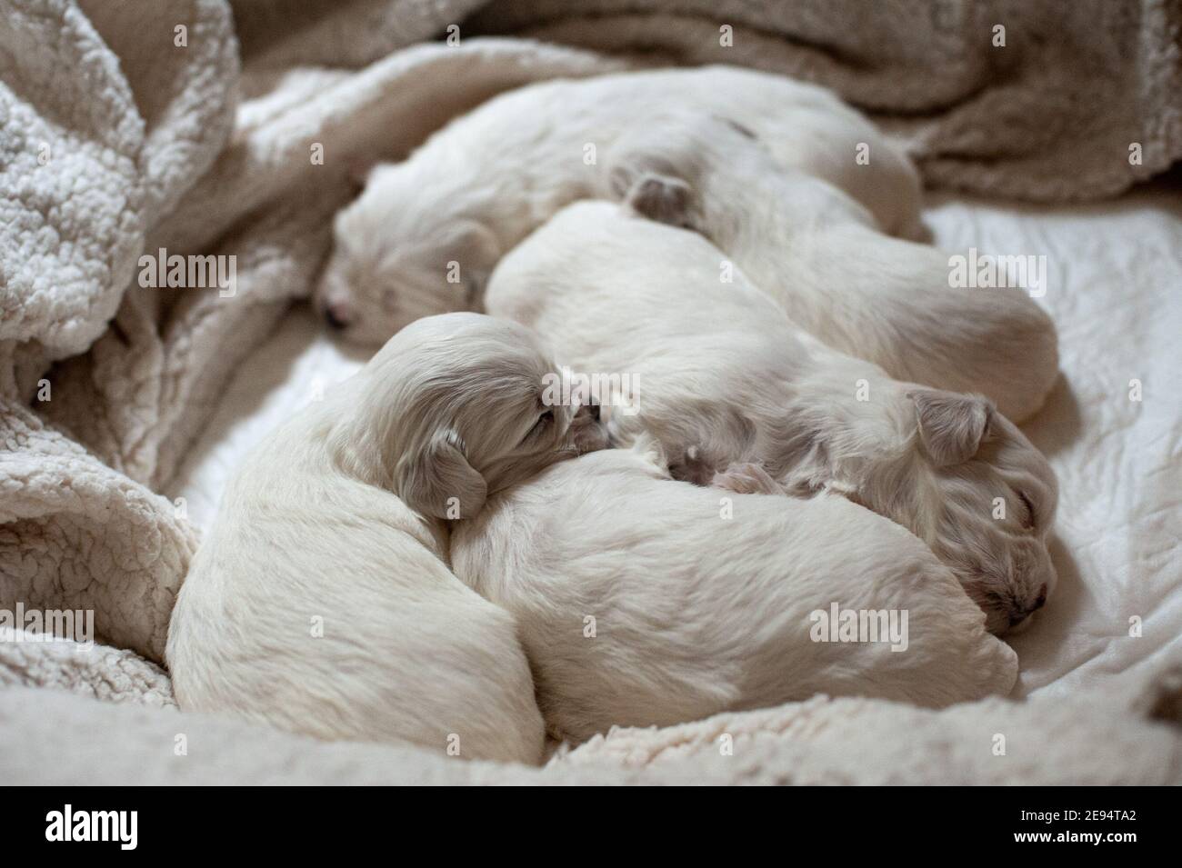 Roma, Italia: Cuccioli maltesi. © Andrea Sabbadini Foto Stock