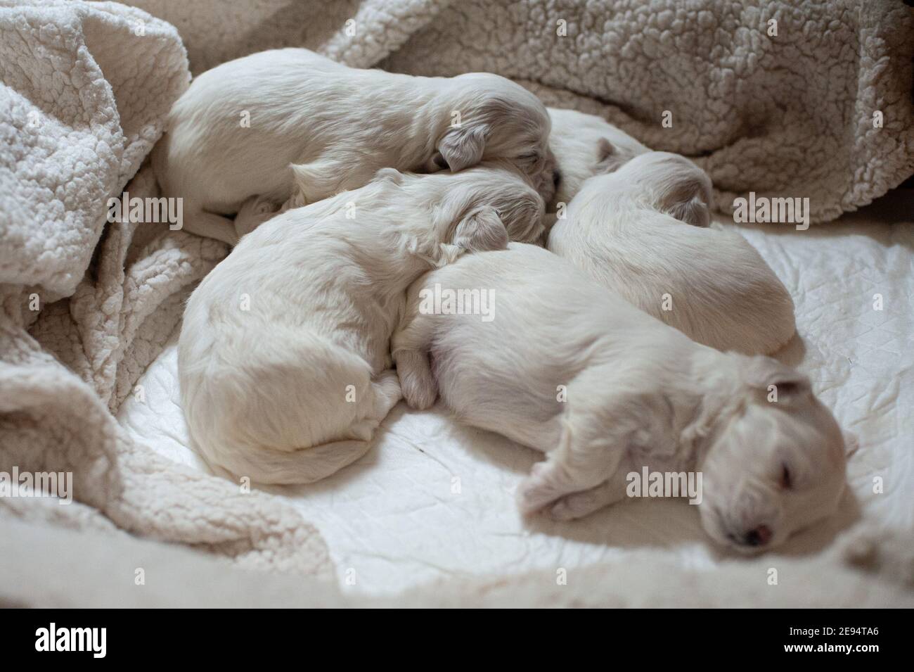 Roma, Italia: Cuccioli maltesi. © Andrea Sabbadini Foto Stock