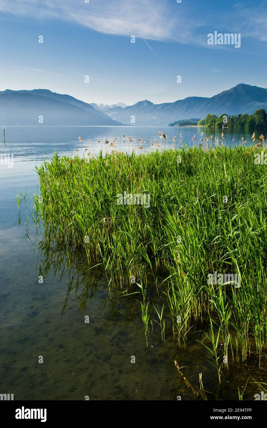 Lago Zug – bellissimo lago nelle alpi svizzere nella Svizzera centrale, situato tra il Lago di Lucerna e il Lago di Zurigo. Foto Stock