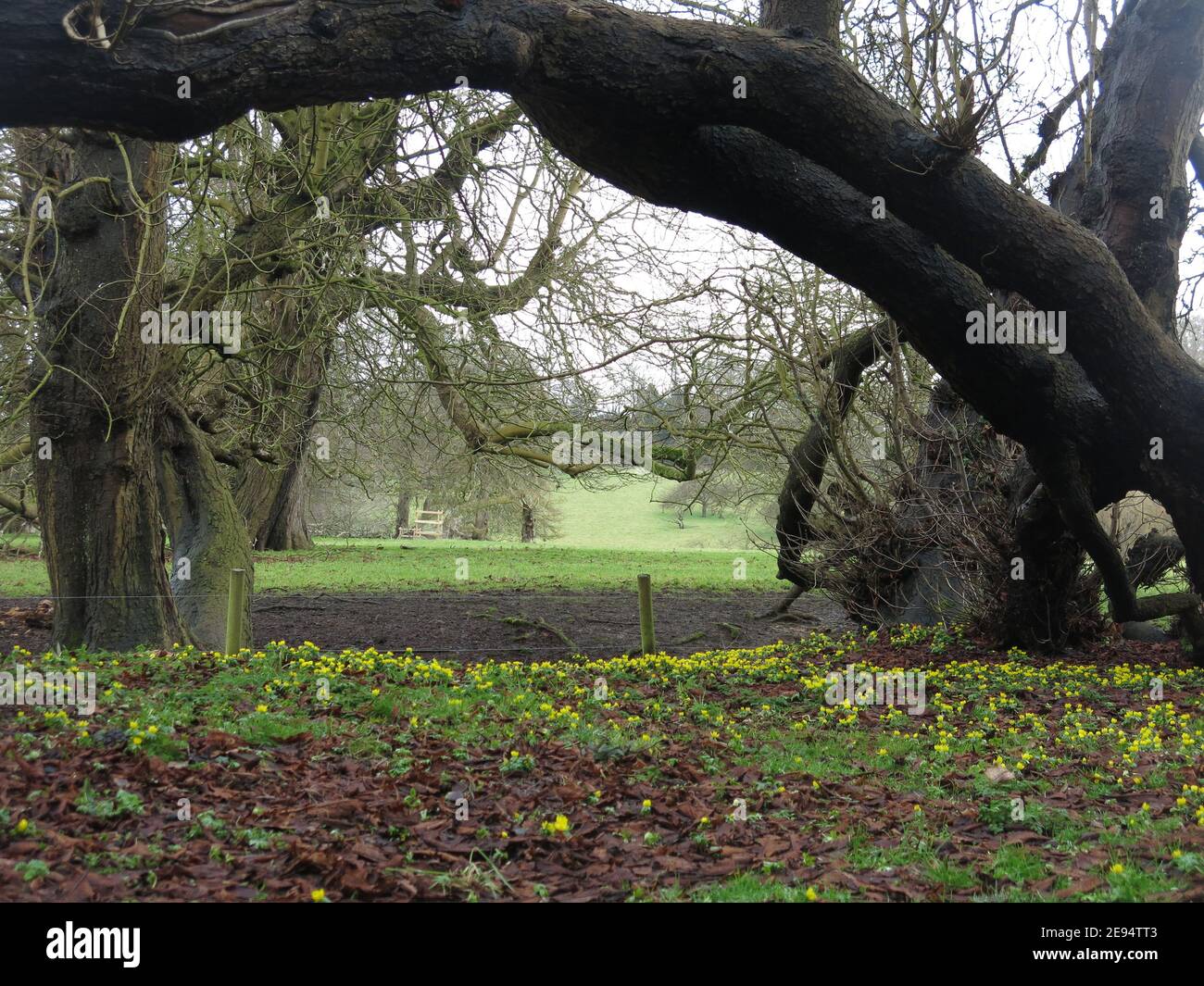 Un tappeto di aconiti invernali di colore giallo brillante (eranthis) copre il terreno in un bosco inglese in primavera; febbraio 2021 Foto Stock