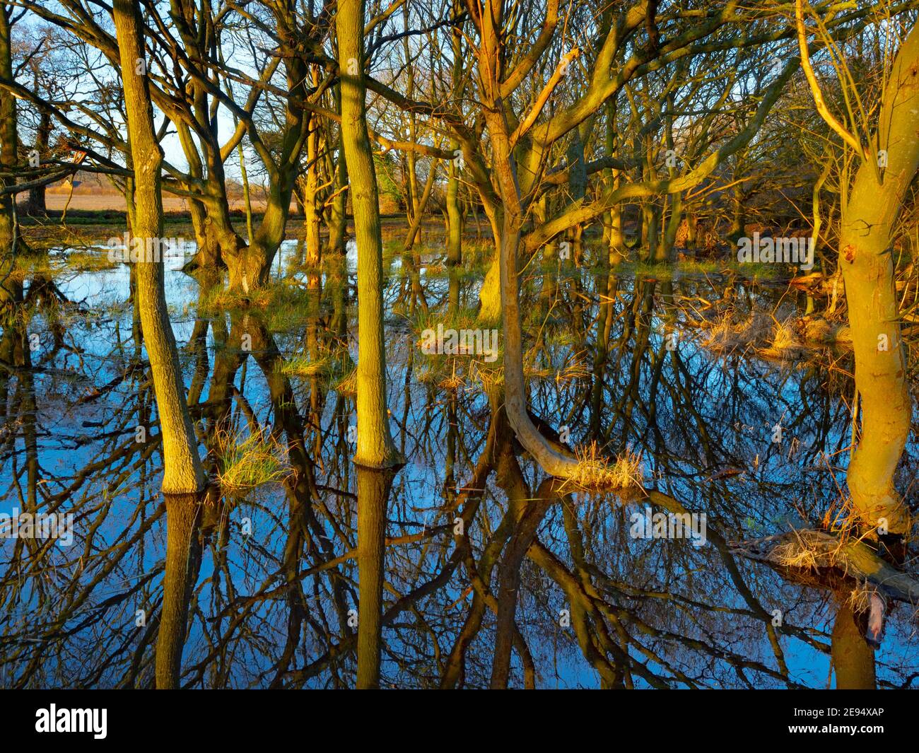 Quercus robur - boschi di quercia allagati da alte precipitazioni nelle vicinanze I norfolk broads febbraio inverno Foto Stock