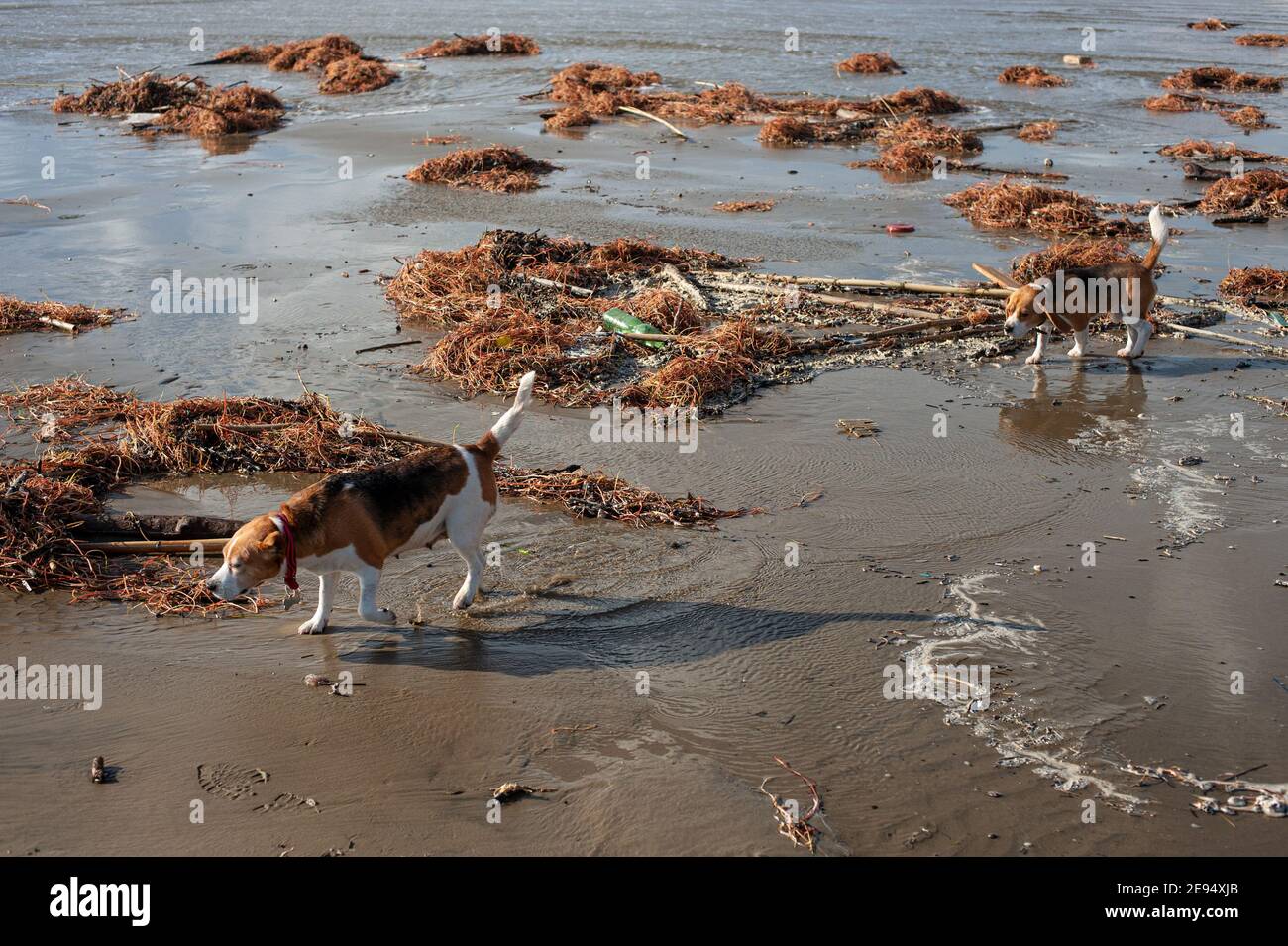 Nettuno. Roma, Italia 02/01/2021: Aquile nella spiaggia invernale. © Andrea Sabbadini Foto Stock