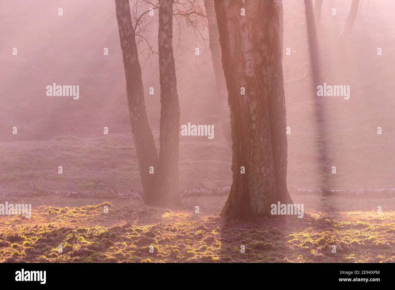 Raggi solari e nebbia con alberi di betulla Foto Stock