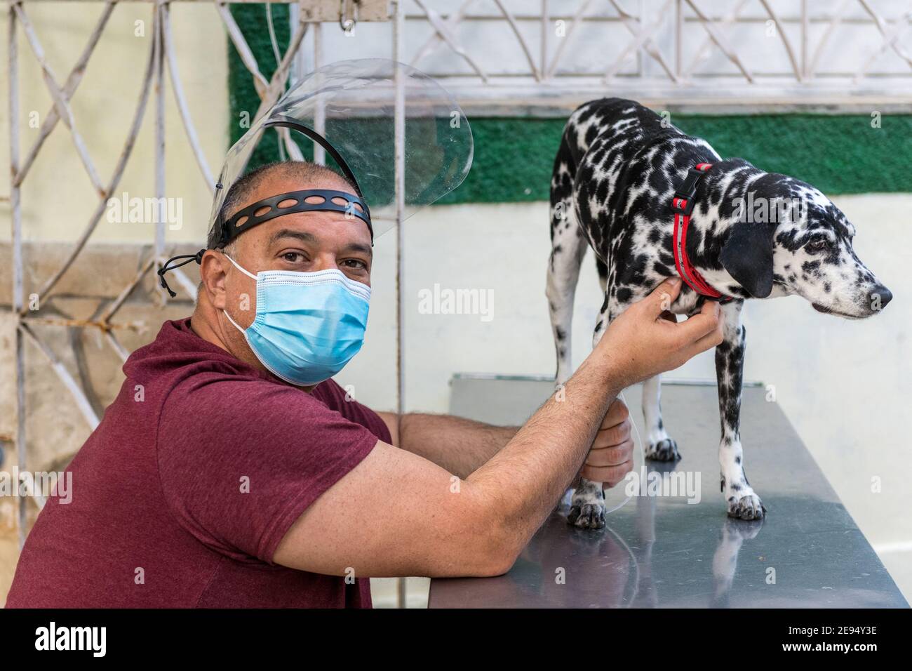 Proprietario di un cane dalmata in una clinica veterinaria privata, l'animale sta ricevendo liquidi per via endovenosa. Foto Stock