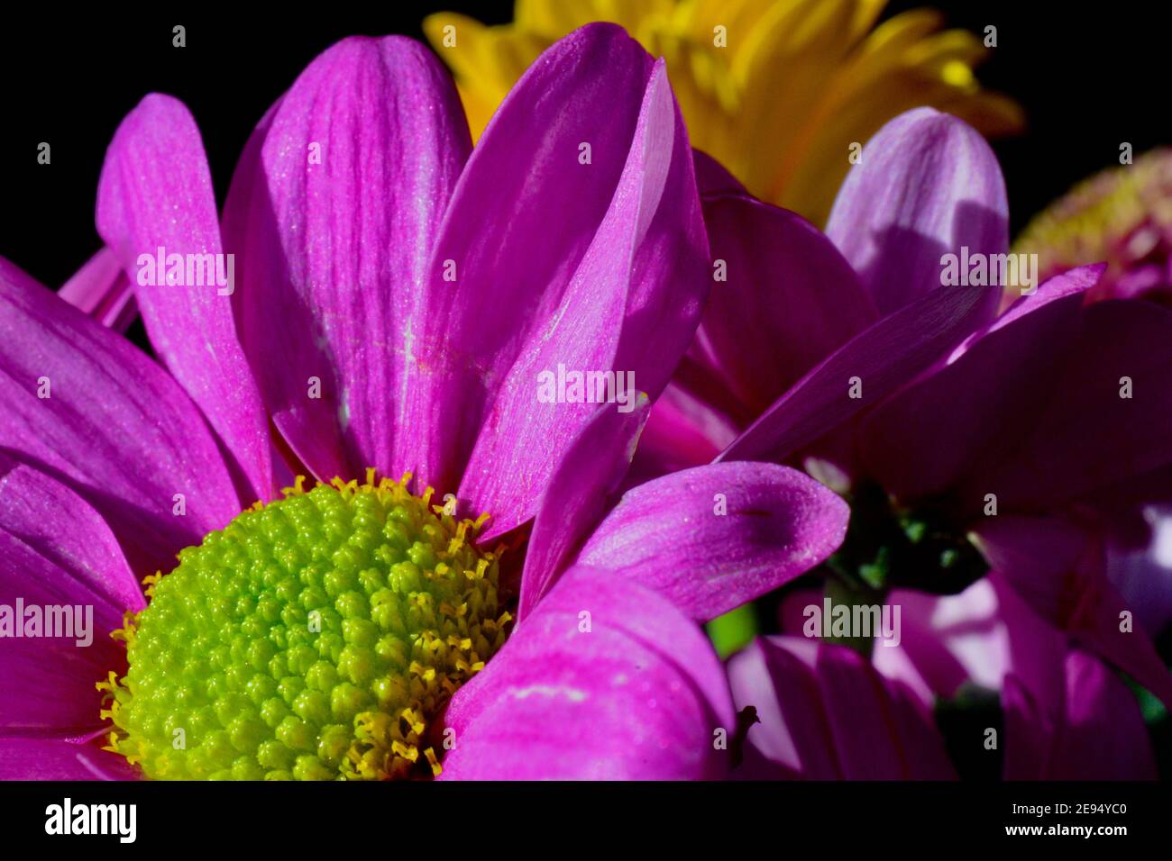 La gerbera viola con centro verde apre i suoi petali per assorbire le gocce di pioggia. Gerbera L. è un genere di piante delle Asteraceae. Scatto macro per sfondi Foto Stock
