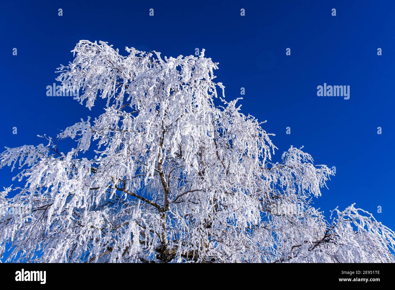Rami di un albero completamente coperto di brina in una giornata di sole sulle montagne ore. Foto Stock