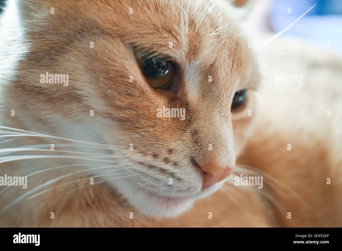 Carino gatto zenzero al chiuso Foto Stock