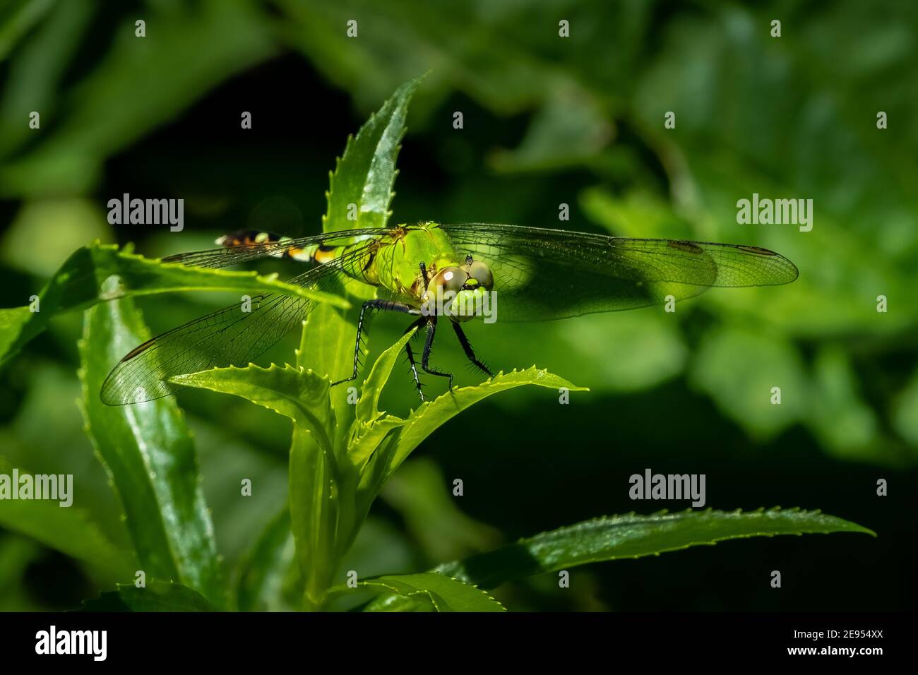 Un dragonfly orientale di Pondhawk (Erythemis simplicicollis) appollaiato e posato sul bordo di una foglia. Foto Stock