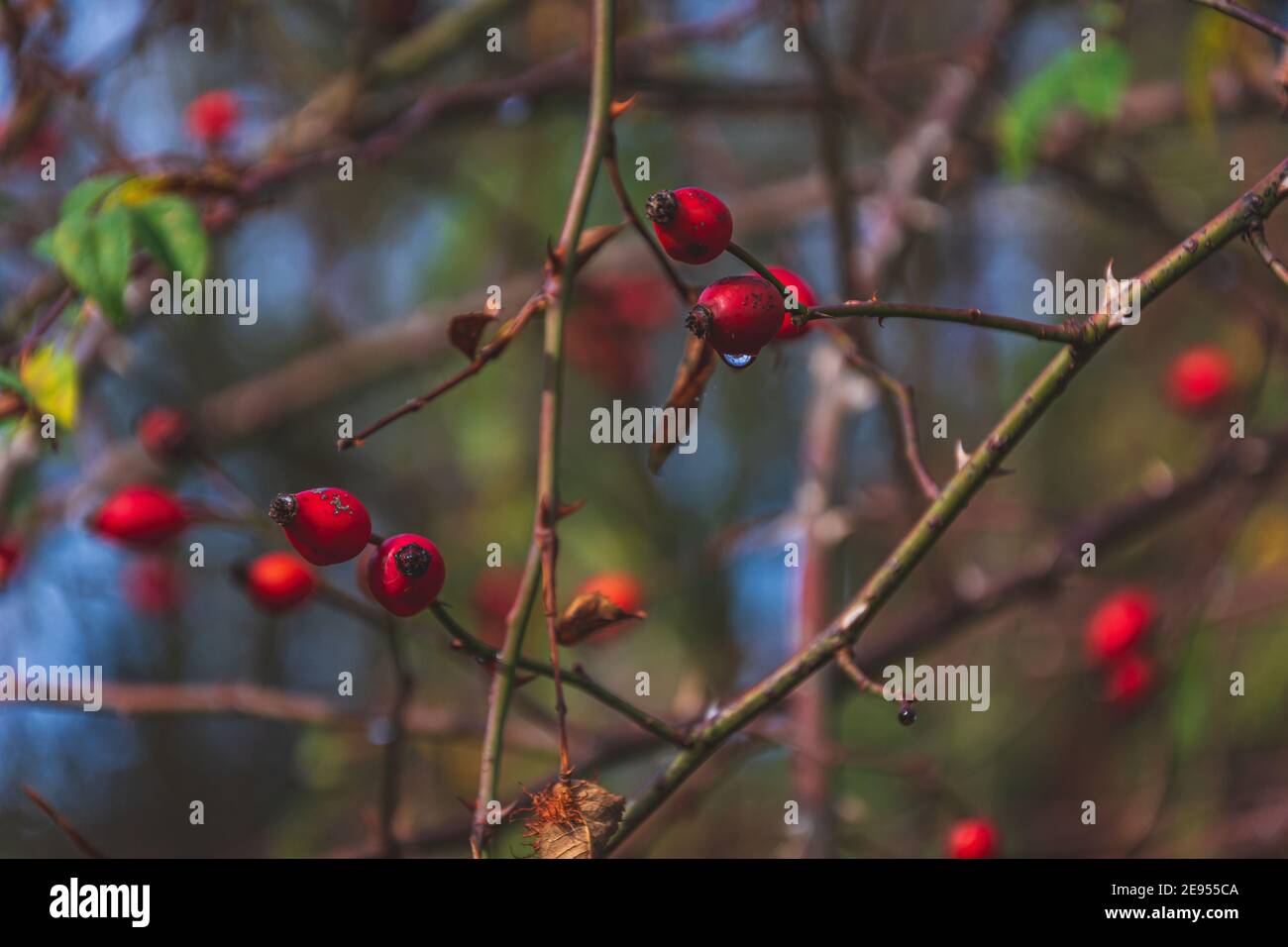 Bacche rosse mature di rosa con gocce d'acqua appese ai rami spinosi selvatici nella natura autunnale. Foto Stock