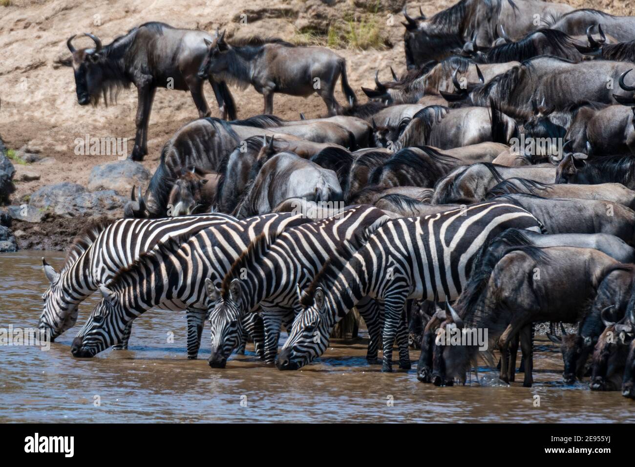 Zebre di Grant (Equus burchellii boehmi) e wildebeest (Connochaetes taurinus albojubatus), sulla riva del fiume Mara, Masai Mara Foto Stock