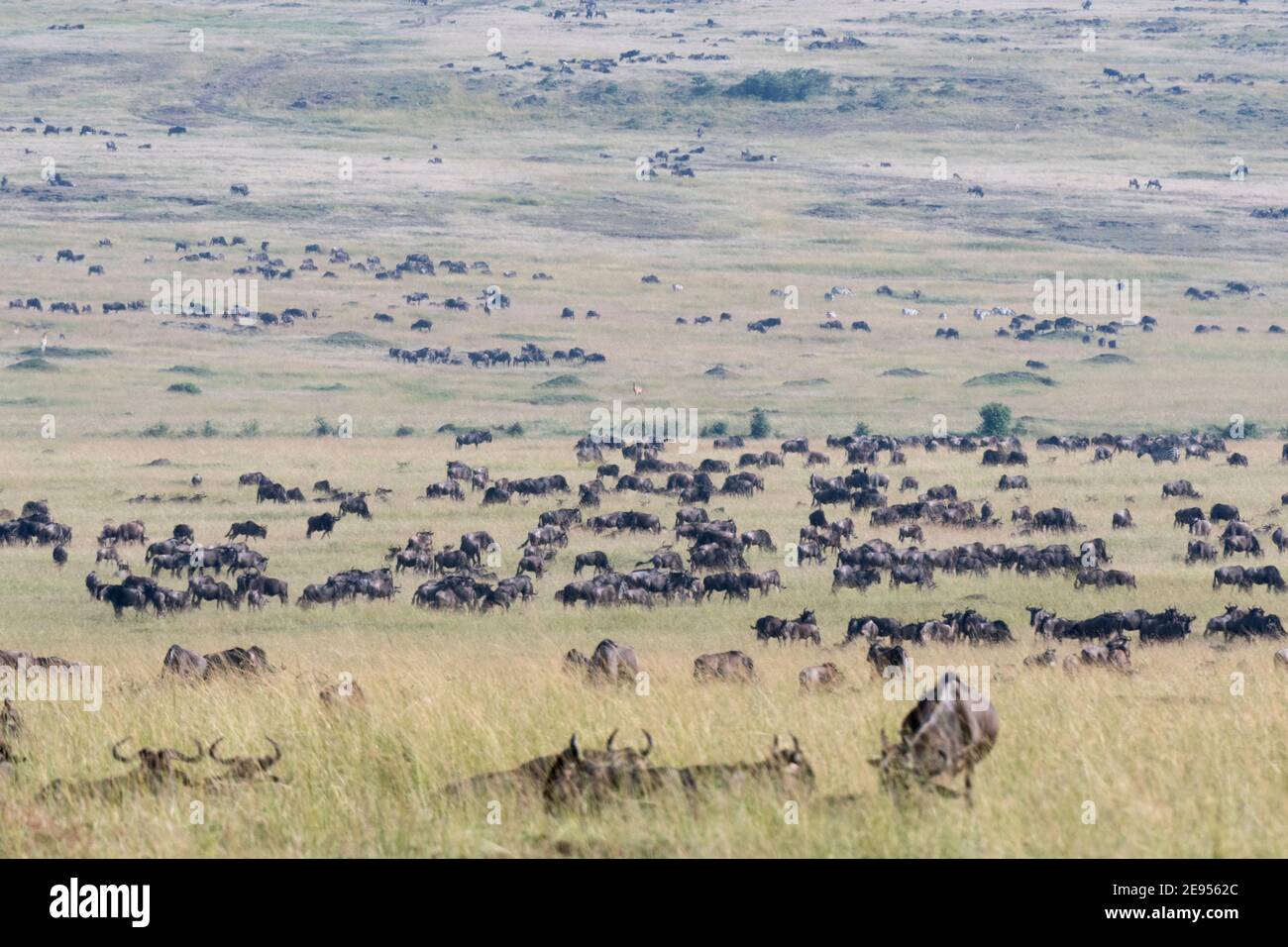 Migrazione di wildebeest (Connochaetes taurinus albojubatus), Riserva Nazionale Masai Mara, Kenya. Foto Stock