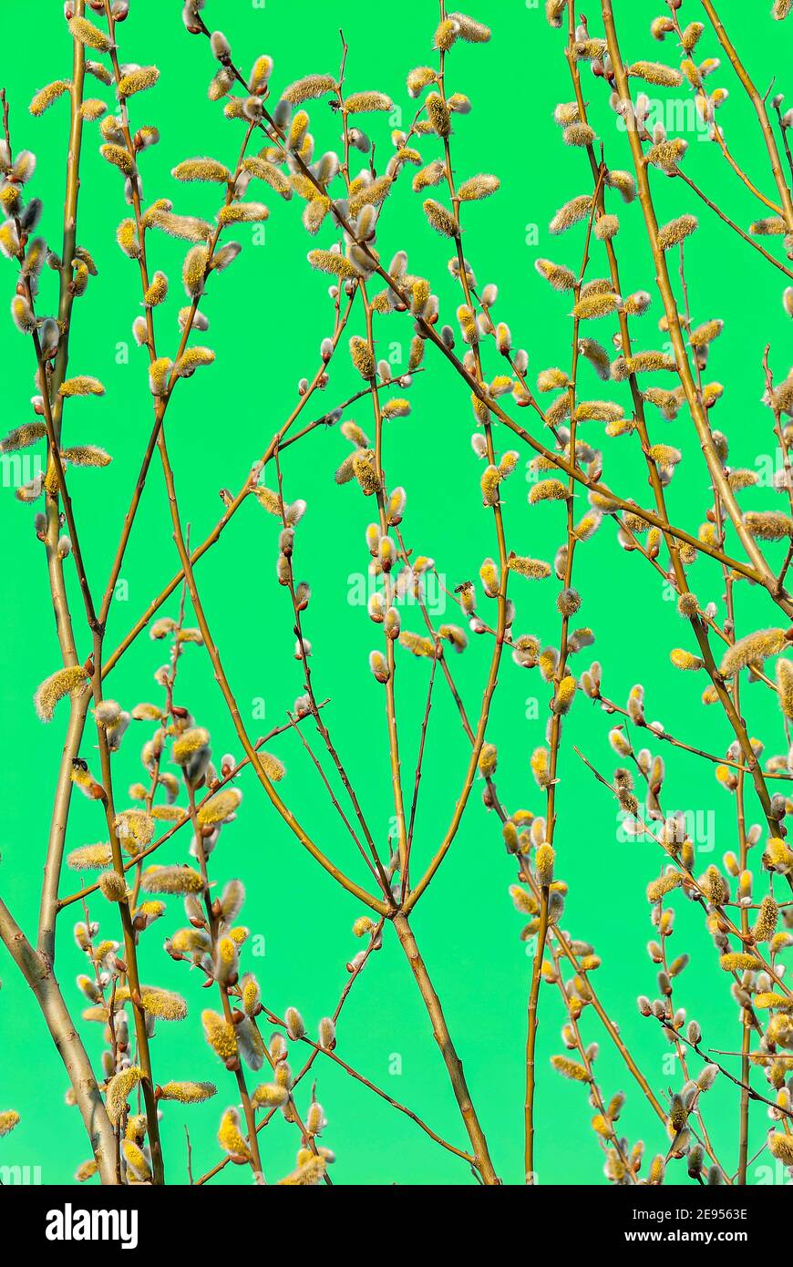 Rami di salice in fiore su sfondo verde. Pianta di Meliferous. Simbolo della molla. Simbolo di Pasqua. Foto Stock