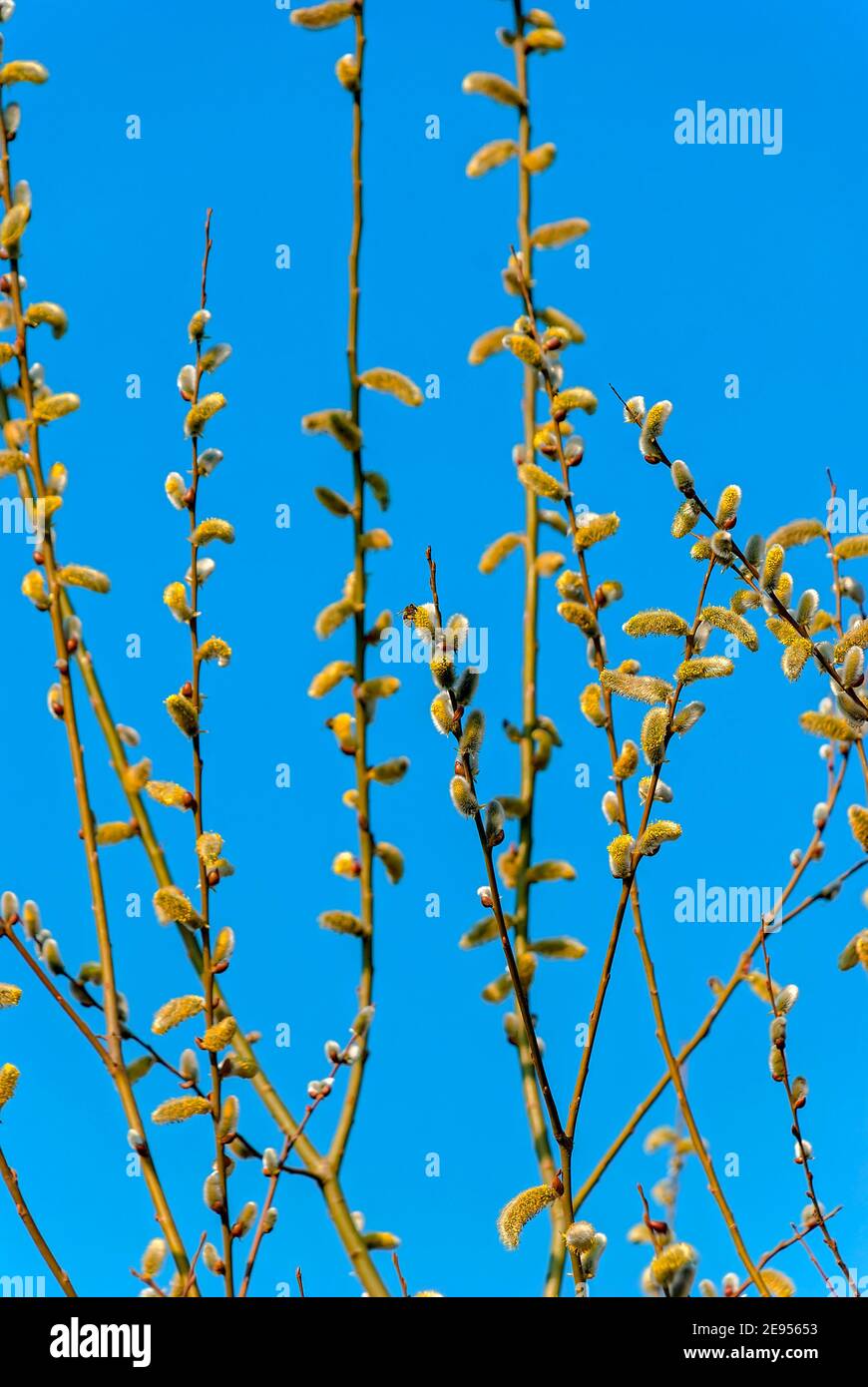 Cartolina pasquale – ramoscelli di un salice in fiore contro il cielo azzurro e limpido. Un'ape è visibile. Pianta di Meliferous. Foto Stock