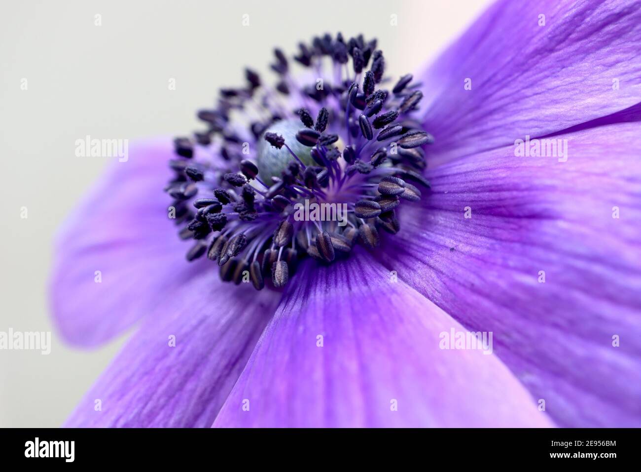 Anemone coronaria ‘Harmony Series Blue’ (Harmony Series) Anemone Poppy – fiore blu violetto con centro nero, febbraio, Inghilterra, Regno Unito Foto Stock