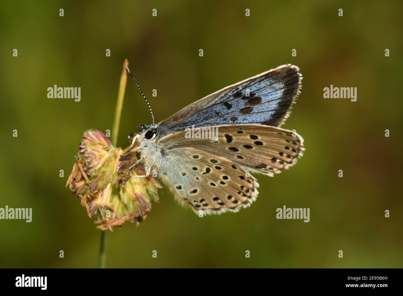 Grande farfalla blu,' Glaucopsyche arion' a Collard Hill nel Somerset Foto Stock