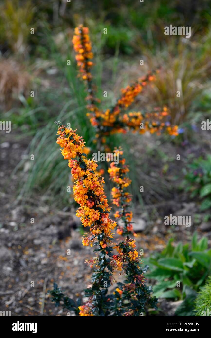 Berberis x lologensis Mystery Fire, Barberry Mystery Fire, arbusto sempreverde, lucido verde scuro foglie, grappoli di fiori giallo-arancio, fioritura, primavera i Foto Stock