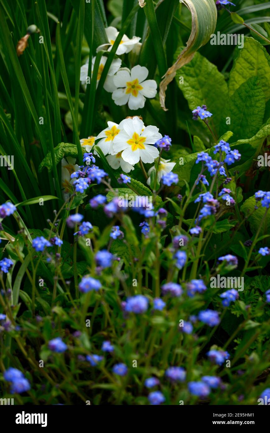 Myosotis sylvatica,primula vulgaris,Forget me nots,Forget me not,primrose,fiori blu e bianchi,giardino primaverile,giardini,mix,piantagione mista,combinazione, Foto Stock