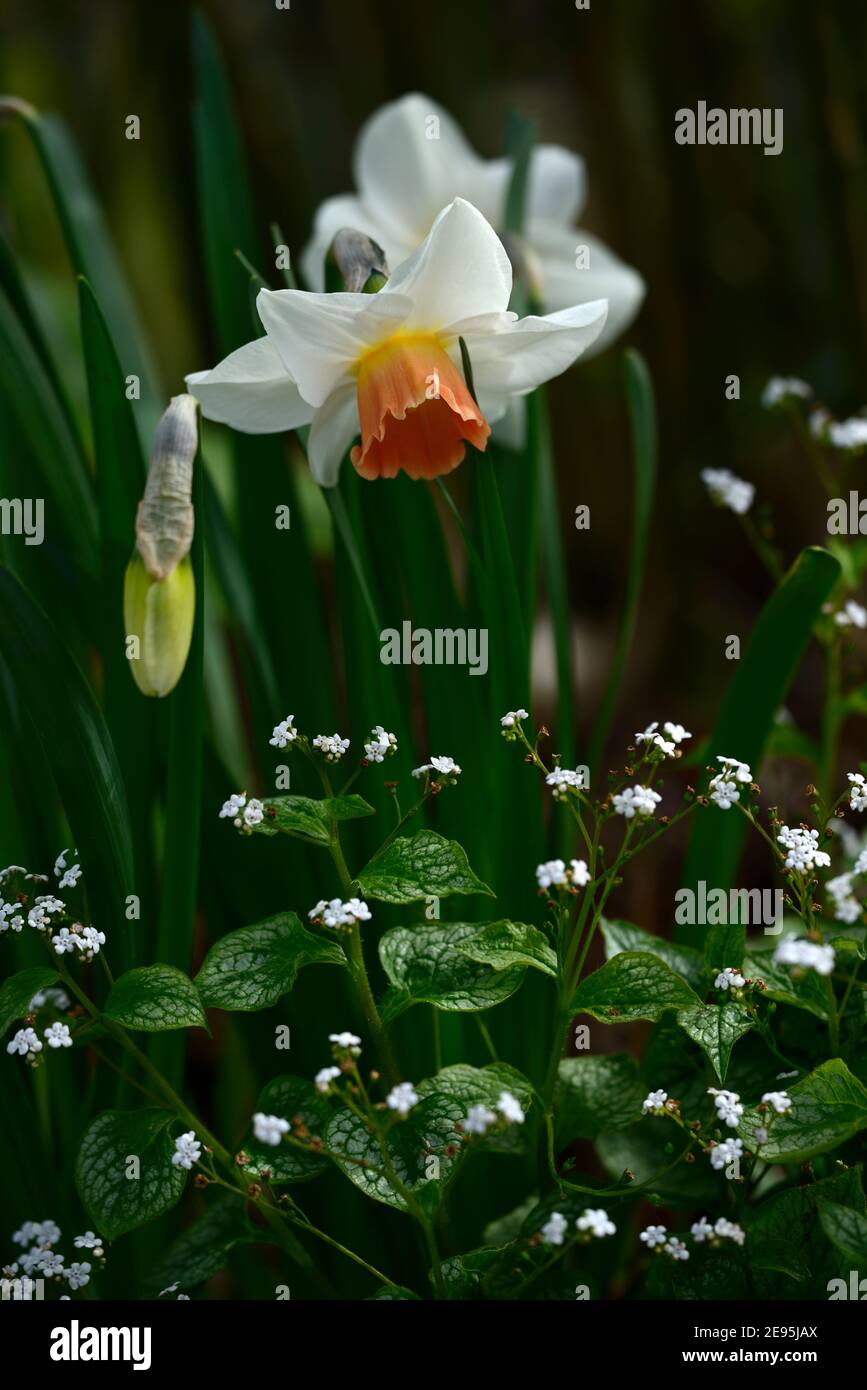 Narcissus salome, divisione 2 Daffodil, cremoso petali bianchi, coppa si apre giallo diventa rosa, brunner Macrophylla MR Morse, fiori bianchi, mix, misto, pianta mista Foto Stock
