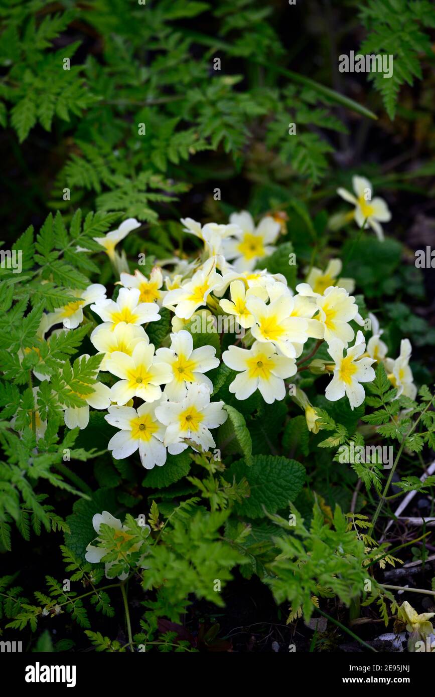 Primula Acaulis Gruppo di Yellow tradizionale, Primrose, acaulis primrosa, crema di fiori gialli, fioritura, primavera nel giardino, RM floreale Foto Stock
