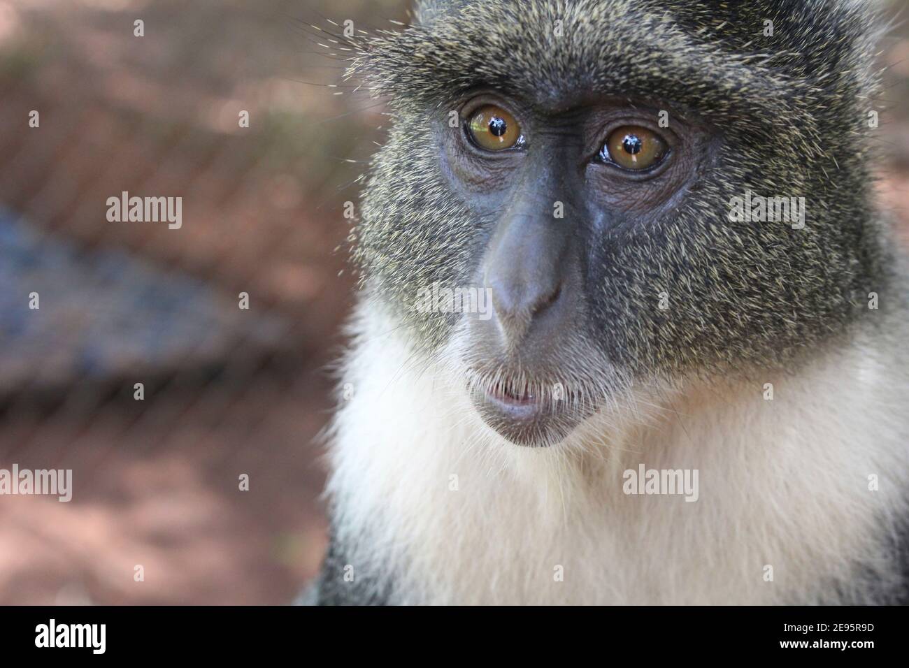 Occhi di scimmia profondi Foto Stock