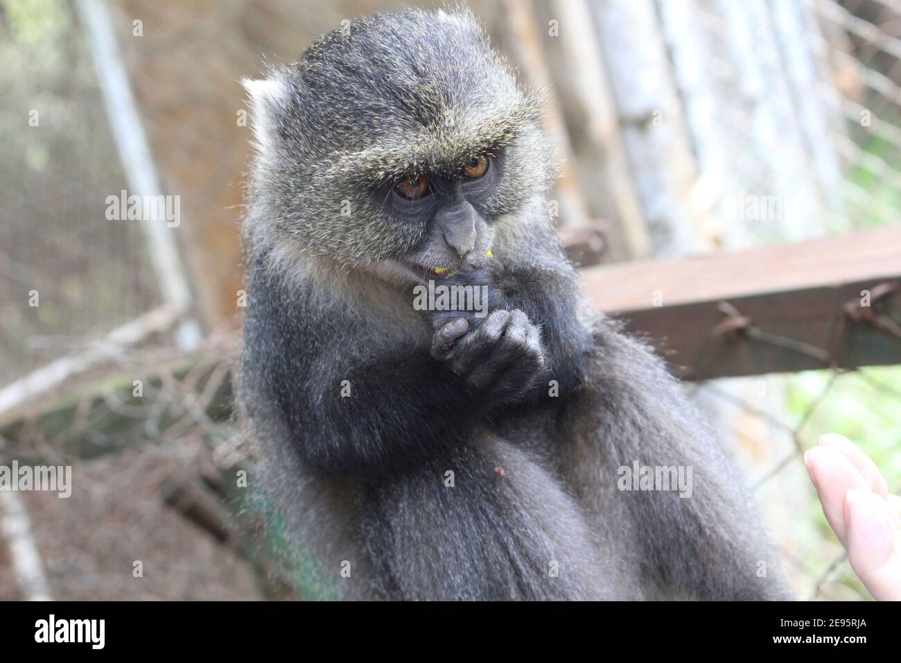 Scimmia di salvataggio mangiare uno spuntino Foto Stock