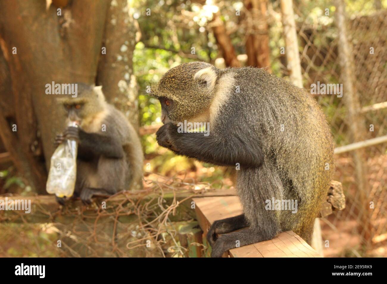 Scimmia di salvataggio mangiare uno spuntino Foto Stock