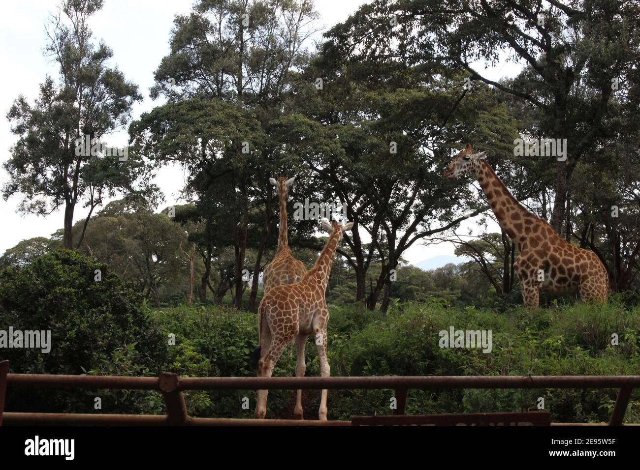 Giraffe africane selvatiche Foto Stock