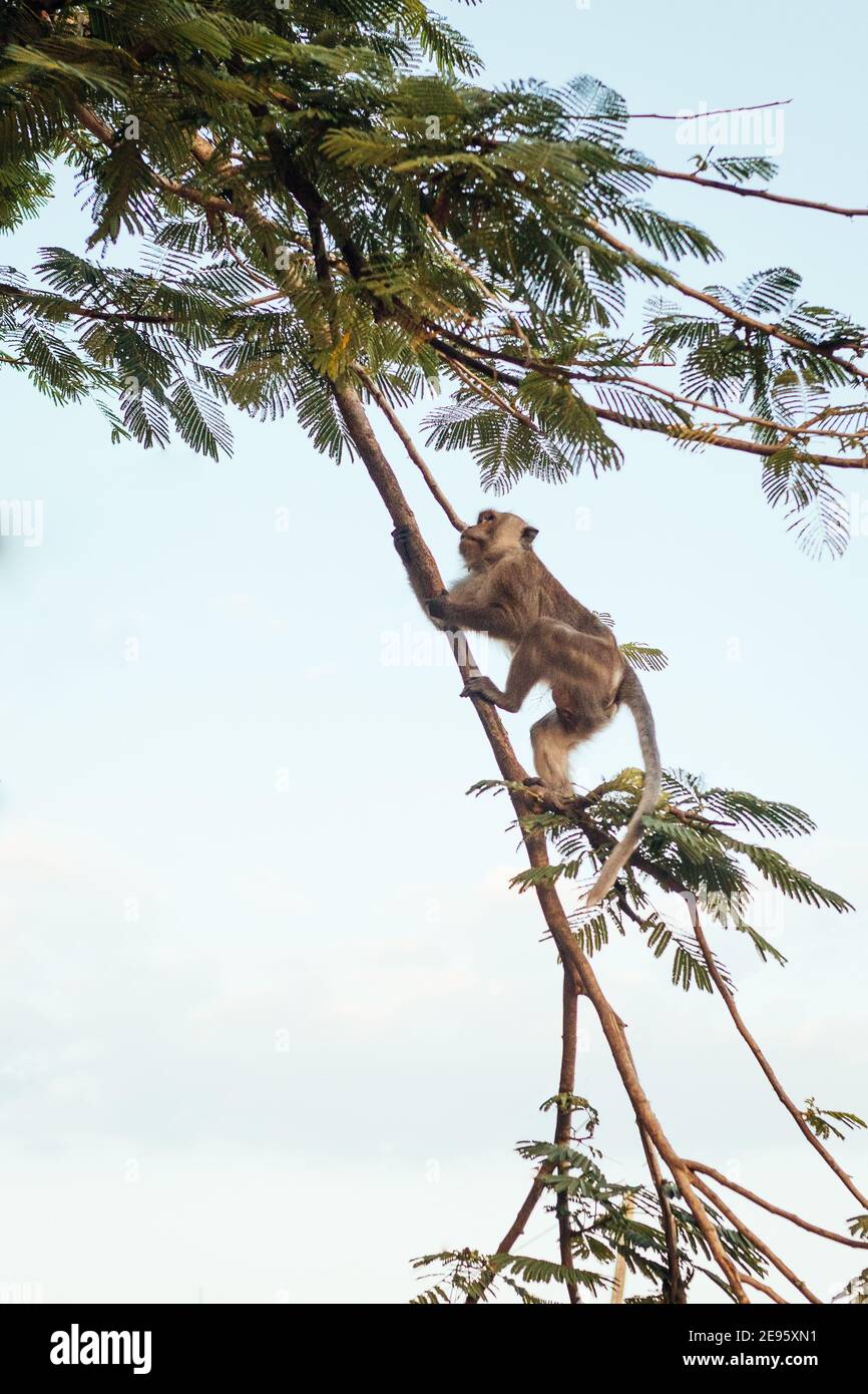 Scimmia arrampicata su un albero tropicale Foto Stock