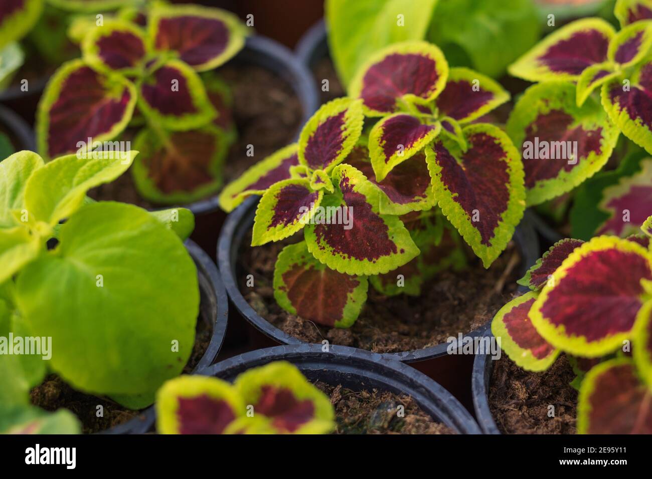 Coleus blumei o ortica dipinta che cresce in vasi in serra Foto Stock